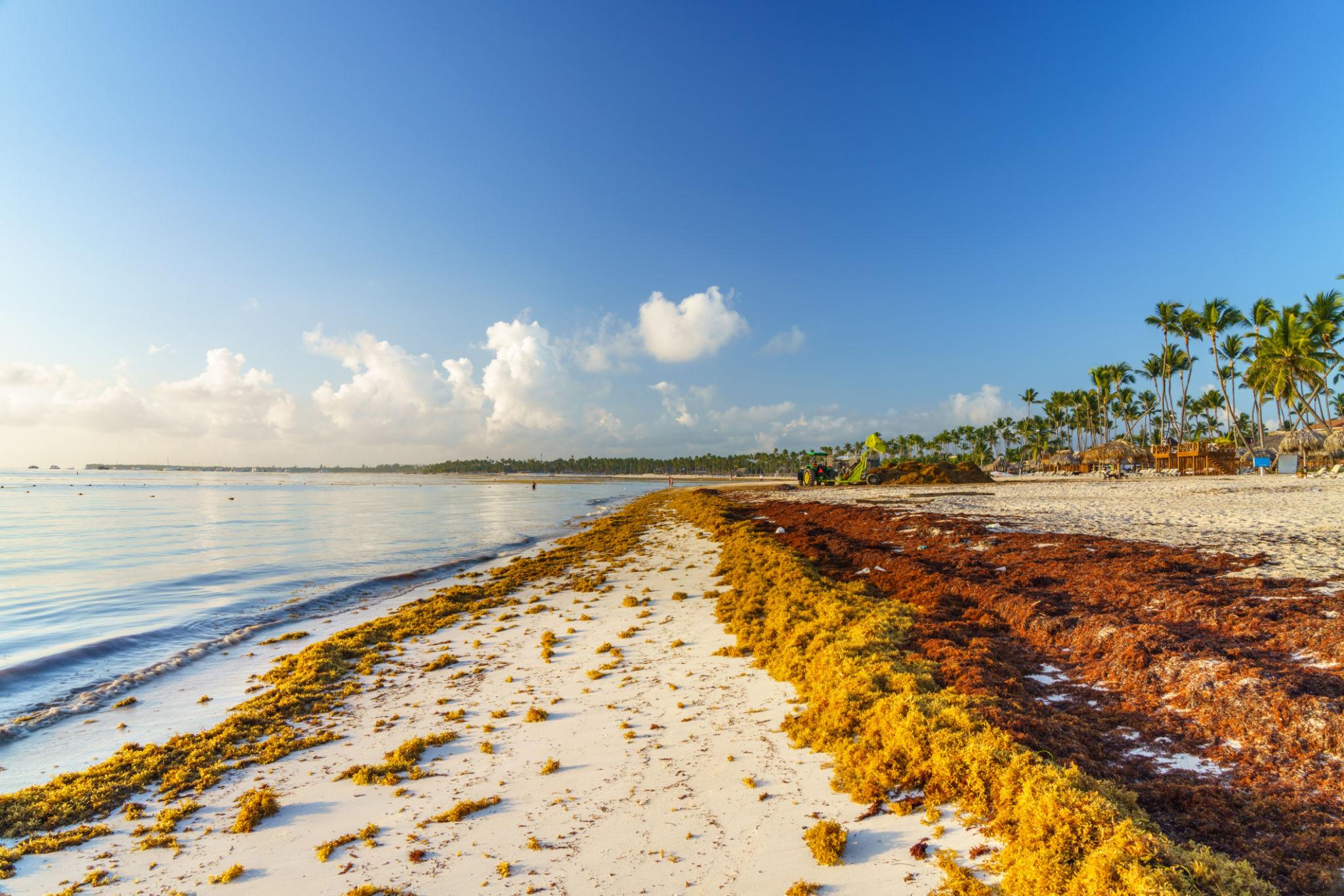 Beach cleanup Punta Cana sargassum